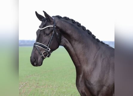 Hanoverian, Stallion, 6 years, 16.3 hh, Black