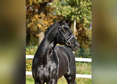 Hanoverian, Stallion, 17 years, 16.3 hh, Black