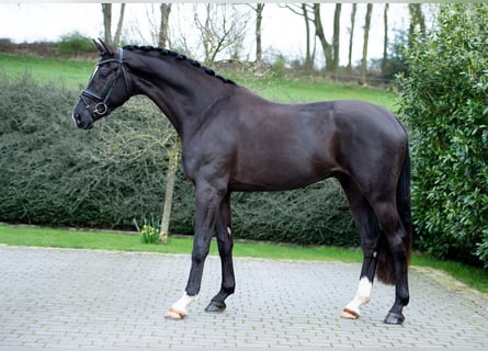 Hanoverian, Stallion, 3 years, 17 hh, Black