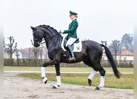 Hanoverian, Stallion, 16 years, 16.1 hh, Black