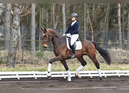 Hanoverian, Stallion, 5 years, 16.2 hh, Brown