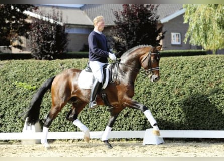Hanoverian, Stallion, 20 years, 17 hh, Brown