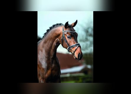 Hanoverian, Stallion, 10 years, 16,1 hh, Brown