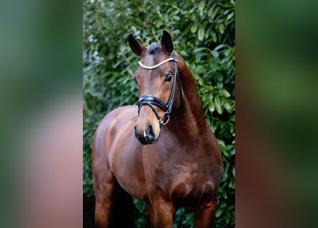 Hanoverian, Stallion, 4 years, 16,1 hh, Brown