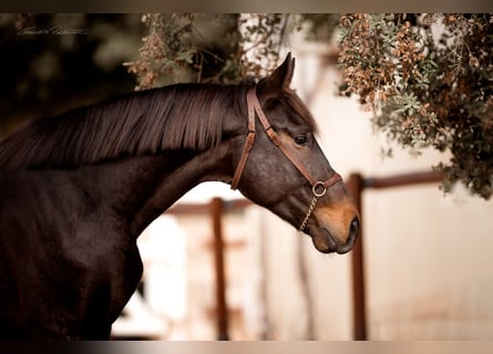 Hanoverian, Stallion, 5 years, 17 hh, Brown