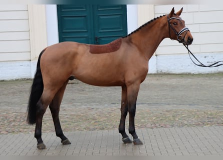Hanoverian, Stallion, 6 years, 16.1 hh, Brown
