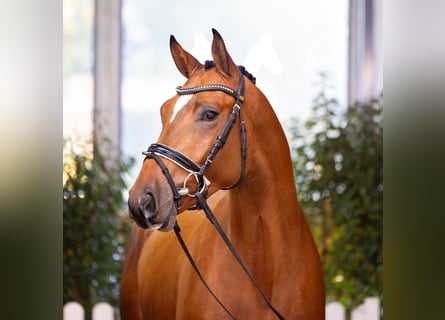 Hanoverian, Stallion, 3 years, 16,1 hh, Brown