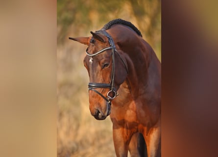 Hanoverian, Stallion, 9 years, 17,1 hh, Brown