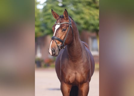 Hanoverian, Stallion, 6 years, Brown