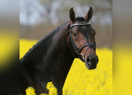 Hanoverian, Stallion, 22 years, 16.1 hh, Brown