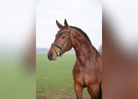 Hanoverian, Stallion, 8 years, 16.2 hh, Brown
