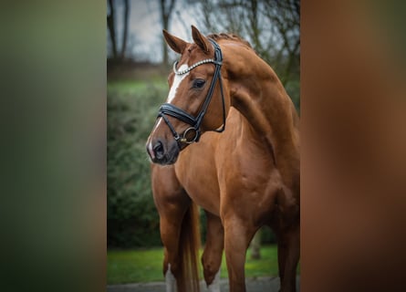 Hanoverian, Stallion, 8 years, 17 hh, Chestnut-Red