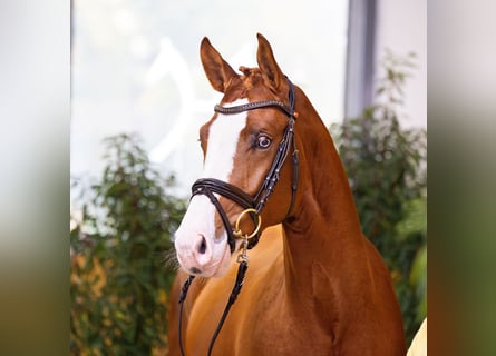 Hanoverian, Stallion, 3 years, 16 hh, Chestnut-Red