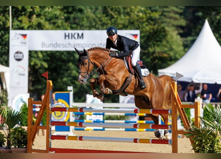 Hanoverian, Stallion, 7 years, 16.2 hh, Chestnut-Red