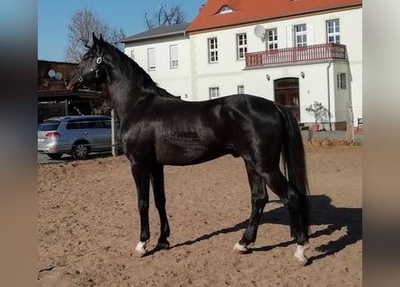 Hanoverian, Stallion, 13 years