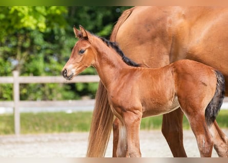 Hanoverian, Stallion, Foal (05/2025), 11,2 hh, Brown