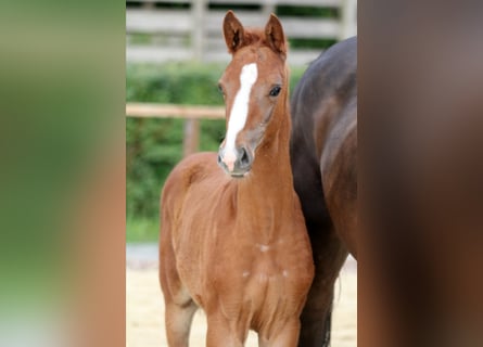 Hanoverian, Stallion, Foal (04/2024), 15,3 hh, Chestnut-Red