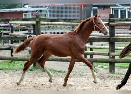 Hanoverian, Stallion, Foal (04/2024), 15,3 hh, Chestnut-Red