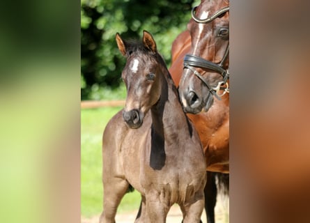 Hanoverian, Stallion, Foal (05/2024), 16,1 hh, Black