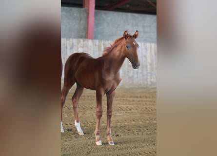 Hanoverian, Stallion, Foal (04/2024), 16,1 hh, Chestnut