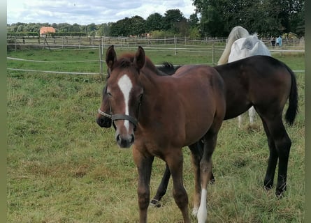 Hanoverian, Stallion, Foal (06/2024), 16,1 hh, Chestnut-Red