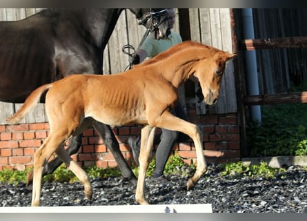 Hanoverian, Stallion, Foal (05/2024), 16,1 hh, Chestnut-Red