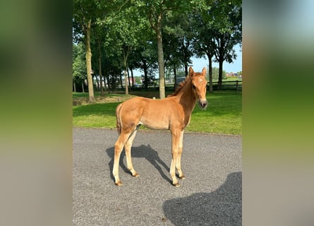 Hanoverian, Stallion, Foal (07/2024), 16,1 hh, Chestnut-Red