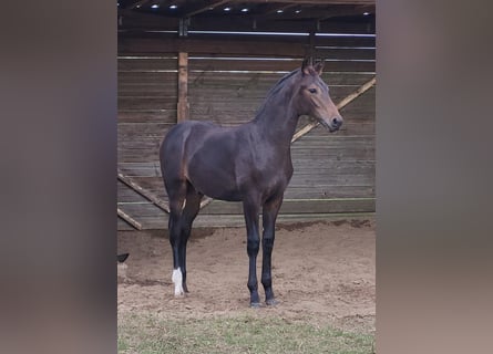 Hanoverian, Stallion, Foal (04/2024), 16,2 hh, Bay-Dark