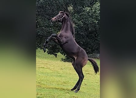 Hanoverian, Stallion, Foal (05/2024), 16,2 hh, Bay-Dark