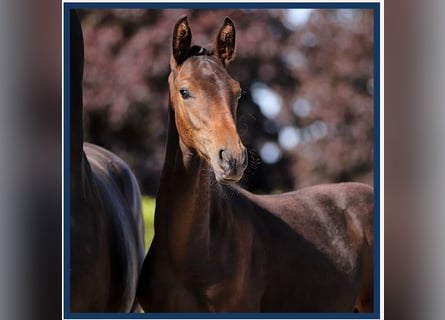 Hanoverian, Stallion, Foal (04/2024), 16,2 hh, Bay-Dark