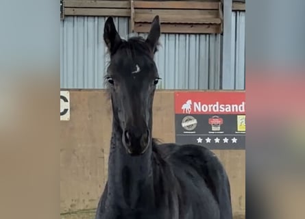 Hanoverian, Stallion, Foal (05/2026), 16.2 hh, Black
