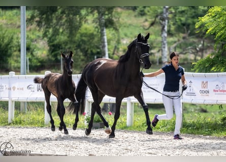 Hanoverian, Stallion, Foal (03/2023), 16.2 hh, Black