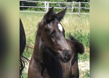 Hanoverian, Stallion, Foal (05/2026), 16.2 hh, Black