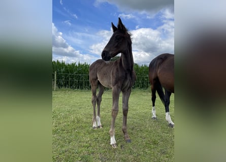 Hanoverian, Stallion, Foal (05/2024), 16,2 hh, Black