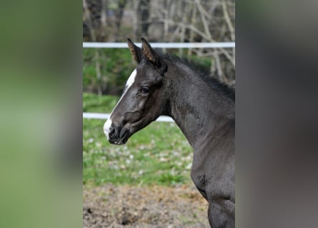 Hanoverian, Stallion, Foal (03/2026), 16.2 hh, Black