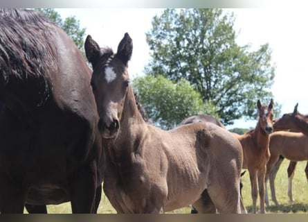 Hannoveraner, Hengst, Fohlen (06/2024), 16,2 hh, Rappe