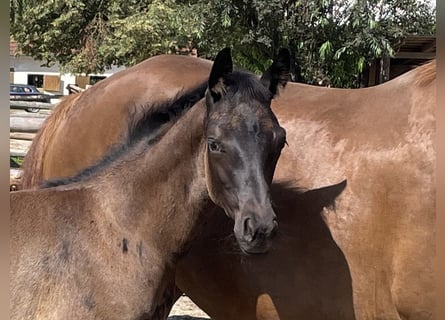 Hanoverian, Stallion, Foal (05/2024), 16,2 hh, Black