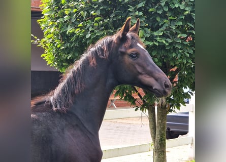 Hanoverian, Stallion, Foal (05/2023), 16.2 hh, Black
