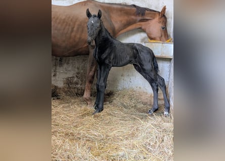 Hanoverian, Stallion, Foal (04/2026), 16.2 hh, Black