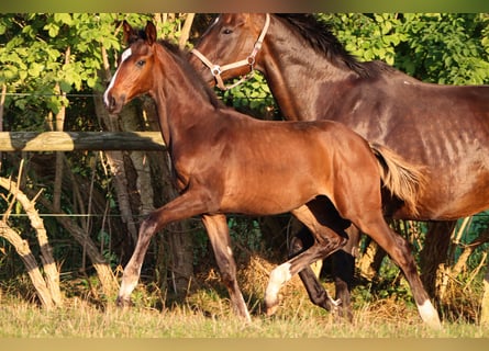 Hannoveraner, Hengst, Fohlen (04/2024), 16,2 hh, Brauner