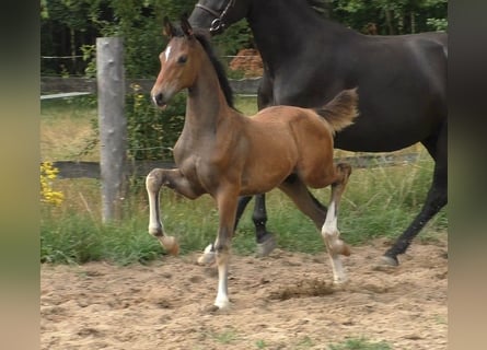 Hanoverian, Stallion, Foal (05/2023), 16.2 hh, Brown