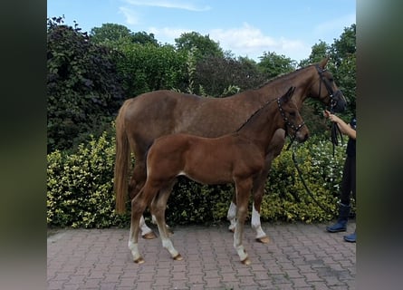 Hanoverian, Stallion, Foal (06/2024), 16,2 hh, Brown