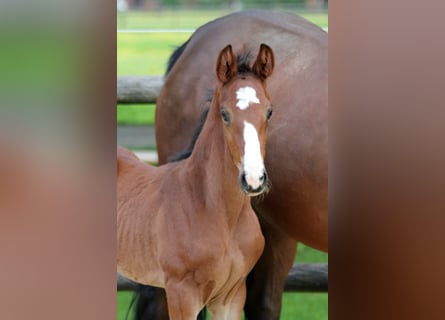 Hannoveraner, Hengst, Fohlen (04/2024), 16,2 hh, Brauner