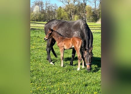 Hanoverian, Stallion, Foal (04/2026), 16.2 hh, Brown