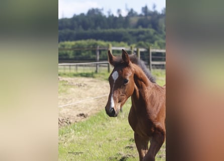 Hanoverian, Stallion, Foal (04/2024), 16,2 hh, Brown