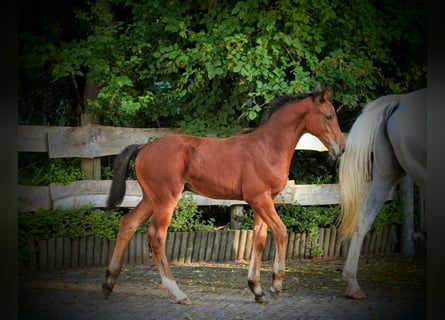 Hanoverian, Stallion, Foal (06/2024), 16,2 hh, Brown