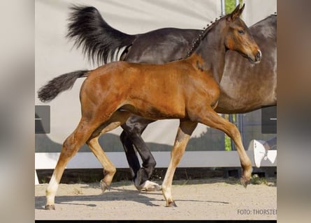 Hanoverian, Stallion, Foal (02/2024), 16.2 hh, Brown