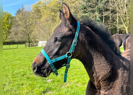 Hanoverian, Stallion, , 16,2 hh, Can be white