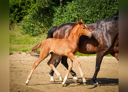 Hanoverian, Stallion, Foal (05/2025), 16.2 hh, Chestnut-Red