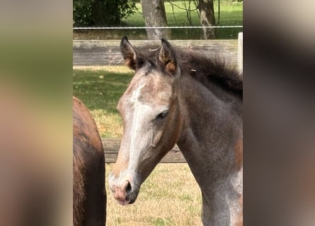 Hanoverian, Stallion, Foal (01/2026), 16.2 hh, Grey